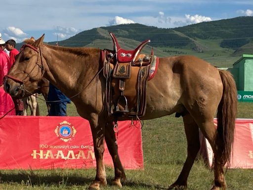 Pferd zum Naadamfest Helles Pferd mit Sattel steht vor einer roten Werbebande in einer grünen Landschaft.