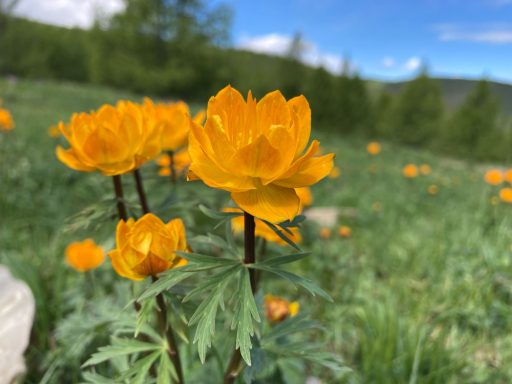 Gelbe, blühende Blumen auf einer grünen Wiese mit unscharfem Hintergrund.